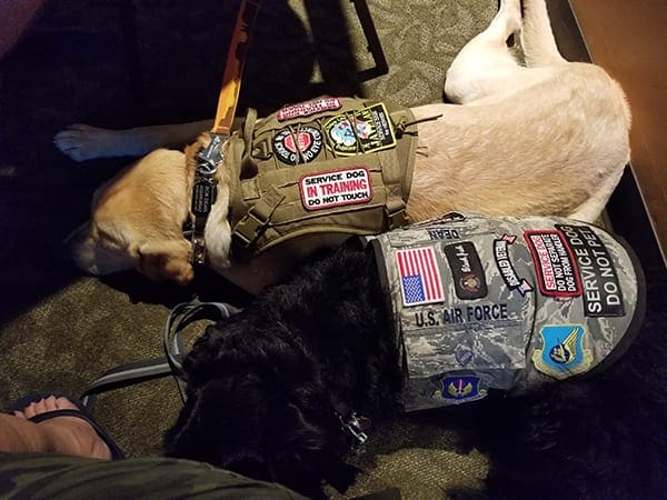 JAVELAN Service Dogs JAVELAN Service Dogs